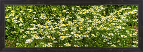 Framed German chamomile (Matricaria chamomilla) in bloom Print