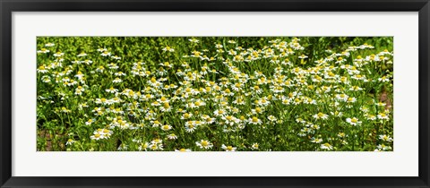 Framed German chamomile (Matricaria chamomilla) in bloom Print