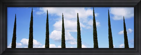 Framed Low angle view of leafless palm tree, Maui, Hawaii, USA Print