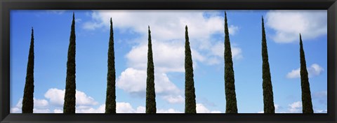 Framed Low angle view of leafless palm tree, Maui, Hawaii, USA Print