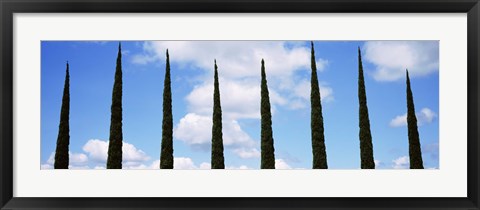 Framed Low angle view of leafless palm tree, Maui, Hawaii, USA Print