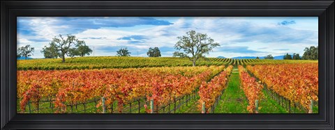 Framed Autumn color vineyards, Guerneville Road, Sonoma County, California, USA Print
