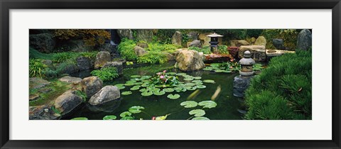 Framed Japanese Garden at University of California Print
