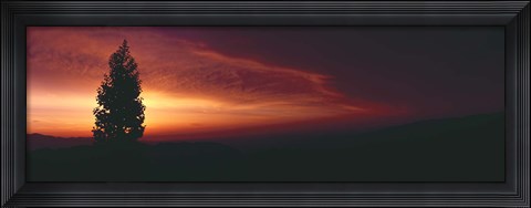 Framed Silhouette of tree at sunset, Anza Borrego Desert State Park, Borrego Springs, California, USA Print