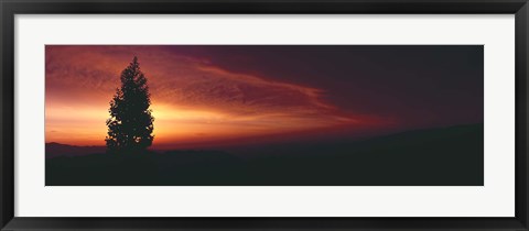 Framed Silhouette of tree at sunset, Anza Borrego Desert State Park, Borrego Springs, California, USA Print