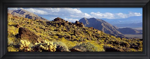 Framed Wildflowers on rocks, Anza Borrego Desert State Park, Borrego Springs, San Diego County, California, USA Print