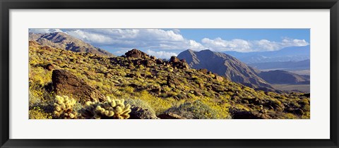 Framed Wildflowers on rocks, Anza Borrego Desert State Park, Borrego Springs, San Diego County, California, USA Print