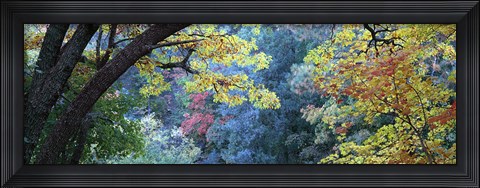 Framed Fall Colors at Fourth of July Canyon, New Mexico Print