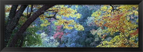 Framed Fall Colors at Fourth of July Canyon, New Mexico Print