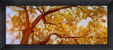 Framed Low angle view of a tree in autumn Print
