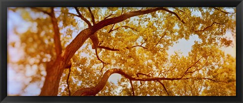 Framed Low angle view of a tree in autumn Print