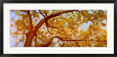 Framed Low angle view of a tree in autumn Print