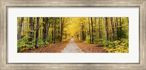 Framed Trees along a pathway in autumn, Hiawatha National Forest, Alger County, Upper Peninsula, Michigan, USA Print