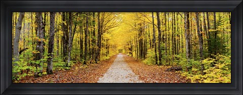 Framed Trees along a pathway in autumn, Hiawatha National Forest, Alger County, Upper Peninsula, Michigan, USA Print