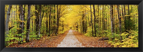 Framed Trees along a pathway in autumn, Hiawatha National Forest, Alger County, Upper Peninsula, Michigan, USA Print