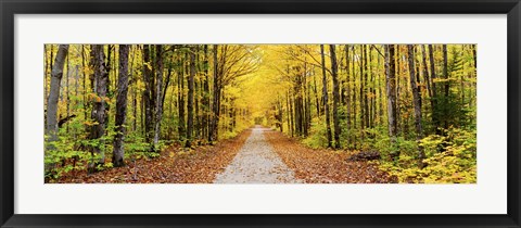 Framed Trees along a pathway in autumn, Hiawatha National Forest, Alger County, Upper Peninsula, Michigan, USA Print