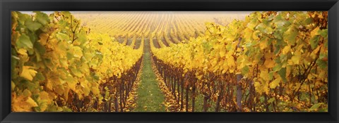 Framed Vine crop in a vineyard, Riquewihr, Alsace, France Print