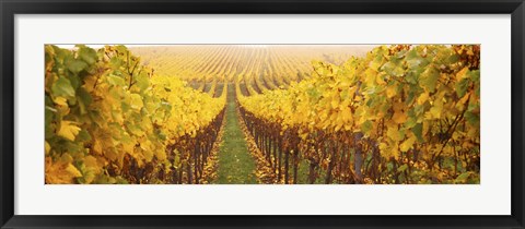 Framed Vine crop in a vineyard, Riquewihr, Alsace, France Print