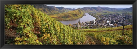 Framed High angle view of vineyards with town along the river, Bremm, Mosel River, Calmont, Rhineland-Palatinate, Germany Print