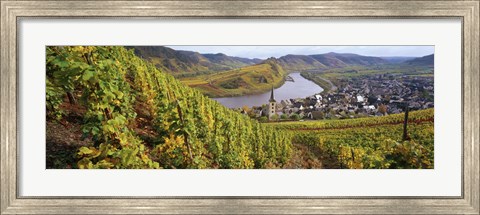 Framed High angle view of vineyards with town along the river, Bremm, Mosel River, Calmont, Rhineland-Palatinate, Germany Print