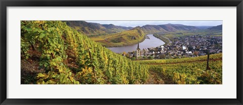 Framed High angle view of vineyards with town along the river, Bremm, Mosel River, Calmont, Rhineland-Palatinate, Germany Print