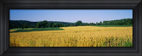 Framed Field Crop, Maryland, USA Print