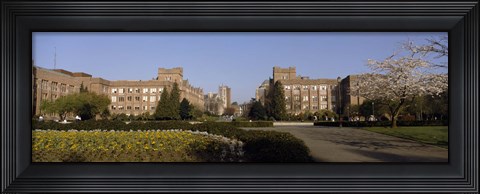 Framed Trees in the lawn of a university, University of Washington, Seattle, King County, Washington State, USA Print