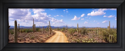 Framed Road, Saguaro National Park, Arizona, USA Print