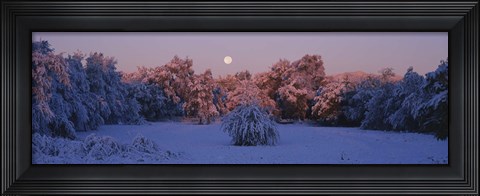 Framed Snow covered forest at dawn, Denver, Colorado, USA Print