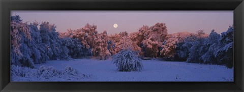 Framed Snow covered forest at dawn, Denver, Colorado, USA Print