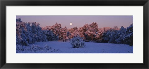 Framed Snow covered forest at dawn, Denver, Colorado, USA Print