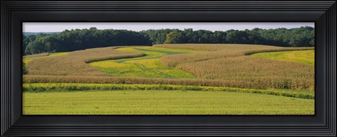 Framed Field Of Corn Crops, Baltimore, Maryland, USA Print