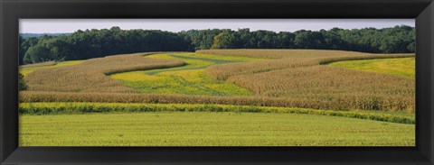 Framed Field Of Corn Crops, Baltimore, Maryland, USA Print