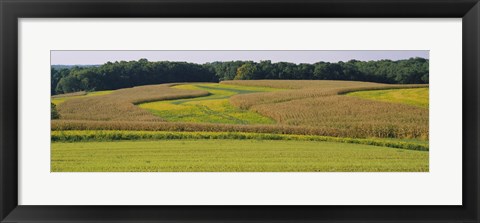 Framed Field Of Corn Crops, Baltimore, Maryland, USA Print