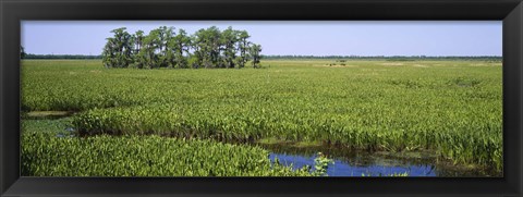 Framed Plants on a wetland, Jean Lafitte National Historical Park And Preserve, New Orleans, Louisiana, USA Print