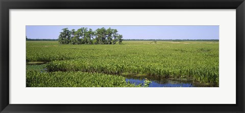 Framed Plants on a wetland, Jean Lafitte National Historical Park And Preserve, New Orleans, Louisiana, USA Print