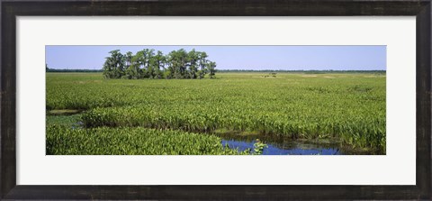Framed Plants on a wetland, Jean Lafitte National Historical Park And Preserve, New Orleans, Louisiana, USA Print