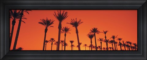 Framed Silhouette of date palm trees in a row, Phoenix, Arizona, USA Print
