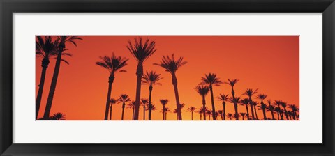 Framed Silhouette of date palm trees in a row, Phoenix, Arizona, USA Print