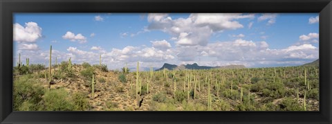 Framed Saguaro National Park Tucson AZ USA Print