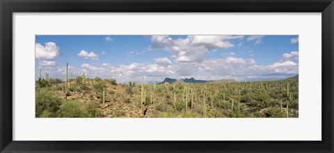 Framed Saguaro National Park Tucson AZ USA Print