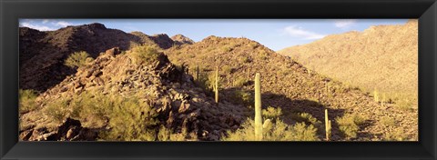 Framed Cactus plants on a landscape, Sierra Estrella Wilderness, Phoenix, Arizona, USA Print