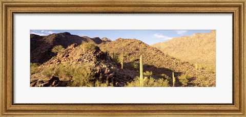 Framed Cactus plants on a landscape, Sierra Estrella Wilderness, Phoenix, Arizona, USA Print