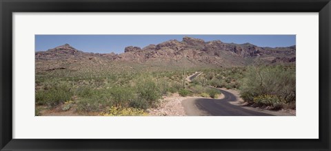 Framed USA, Arizona, Dreamy Draw Park, Cactus along a road Print