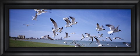 Framed Flock of seagulls flying on the beach, New York State, USA Print