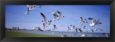 Framed Flock of seagulls flying on the beach, New York State, USA Print