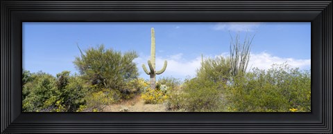 Framed Low angle view of a cactus among bushes, Tucson, Arizona, USA Print