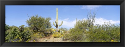 Framed Low angle view of a cactus among bushes, Tucson, Arizona, USA Print
