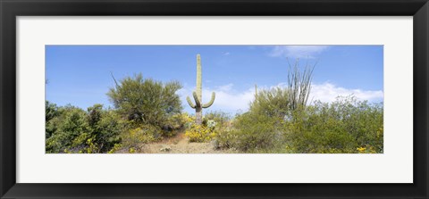 Framed Low angle view of a cactus among bushes, Tucson, Arizona, USA Print