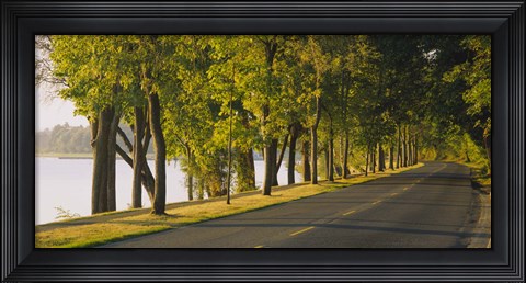 Framed Trees along a road, Lake Washington Boulevard, Seattle, Washington State, USA Print